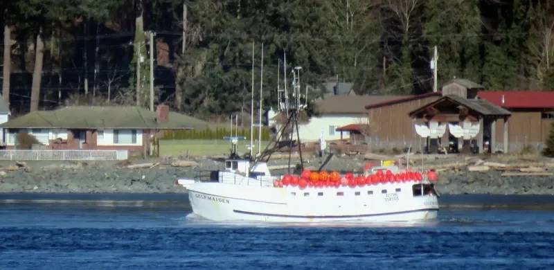 GULF MAIDEN Fishing Vessel IMO 7049627 photo 8