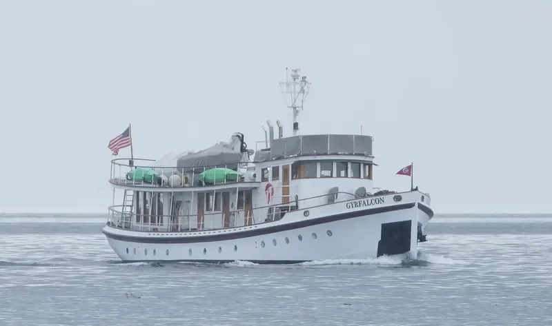 GYRFALCON General Cargo IMO 7732406 photo 2