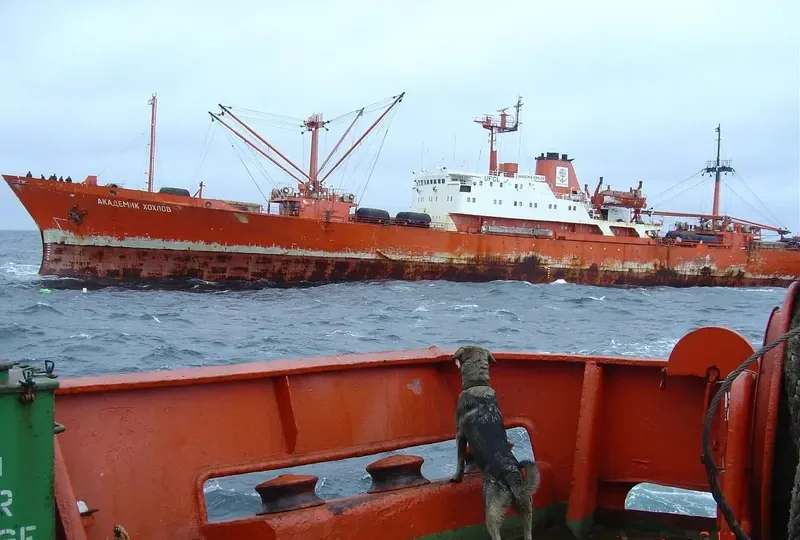 AKADEMIK KHOKHLOV Reefer IMO 7826128