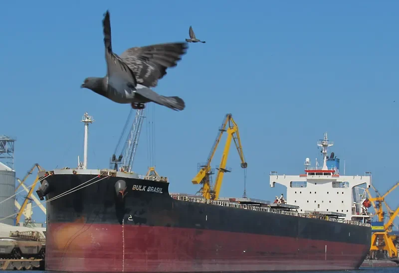 SEADUTY Bulk Carrier IMO 9392432 photo 5