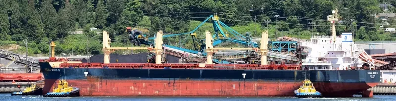 VIENNA WOOD N Bulk Carrier IMO 9593713 photo 4