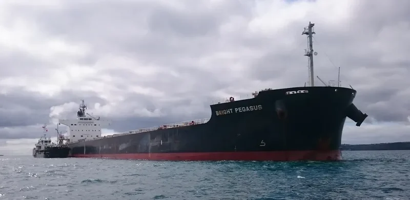 BRIGHT PEGASUS Bulk Carrier IMO 9599080 photo 8